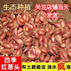 京譽(yù)四季小香蔥紅蔥頭盆栽火蔥四季蔥榨蔥油蔥頭香蔥根苗蔥頭食用本地 四季小香蔥【種子1000粒1包不是蔥頭】