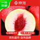 京覓山東蒙陰金秋蜜桃凈重4.5斤單果175g+ 現(xiàn)摘水蜜桃子 源頭直發(fā)