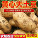牛愛鮮 黃心土豆新鮮洋芋馬鈴薯黃皮應季蔬菜整箱優(yōu)質(zhì)土豆現(xiàn)摘美味蔬菜 10斤現(xiàn)挖現(xiàn)發(fā)【今年新貨】凈重9斤 新鮮