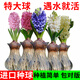 花語(yǔ)笙默荷蘭進(jìn)口風(fēng)信子種球水培土養秋冬季耐寒易活花卉四季盆栽植物室內 紅花風(fēng)信子水培玻璃瓶套餐 周長(cháng)16-17cm