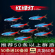 紅綠燈魚(yú)燈科魚(yú)孔雀魚(yú)熱帶觀(guān)賞魚(yú)淡水寶蓮燈魚(yú)活體斑馬魚(yú)群游魚(yú) 2-2.5cm 紅綠燈50條+10備損