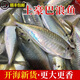 福建東山島養殖土豪巴浪魚(yú)竹莢魚(yú)藍圓鰺活凍新鮮順豐包郵不含冰 小號120-160g（7-8條） 送粗鹽