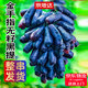 京地達四川金手指黑提 凈重3斤  藍寶石無(wú)籽葡萄源頭直發(fā)包郵