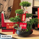Only you【兩小時(shí)達】五層塔松盆栽青松綠植松樹(shù)盆景室內植物開(kāi)業(yè)生日喬遷 生意興隆【精致造景五層塔松盆景】 開(kāi)業(yè)送禮推薦