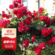 虹越（HONGYUE）爬藤月季盆栽苗 龍沙寶石花園庭院拱門(mén)月季花卉LYG 【長(cháng)藤月季大苗】弗洛倫蒂娜 6.5L（枝接）