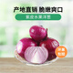 【新鮮現挖】當季紫皮紅洋蔥深紫色生吃水果洋蔥蔬菜批發(fā)包郵 5斤現挖新鮮紫皮洋蔥
