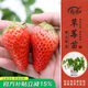 壽禾 蔬菜苗活苗帶土發(fā)貨大全菜苗種苗秋冬各種秧苗山東壽光苗子陽(yáng)臺 章姬草莓苗3棵+2包肥