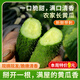 密農(nóng)人家農(nóng)家長(zhǎng)黃瓜 綠黃瓜 新鮮蔬菜 黃瓜味濃帶刺青瓜 生吃拌菜黃瓜500g 露天長(zhǎng)黃瓜500g