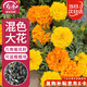 壽禾 萬壽菊種子種苗大花四季種植花卉 矮稈混色萬壽菊種子8g約2400粒