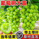 葡萄樹(shù)苖陽(yáng)光玫瑰巨峰金手指藍寶石葡萄樹(shù)苗果樹(shù)果苗爬藤種植耐寒 陽(yáng)光玫瑰葡萄 大苗(當年結果)