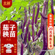 北蔬 茄子苗帶土發(fā)貨紫長(cháng)茄秧苗蔬菜苗活苗 線(xiàn)茄苗6棵源頭直發(fā)包郵
