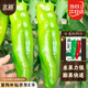 北蔬 牛角椒種子大果尖椒辣椒微微辣秋四季蔬菜種籽 牛角椒種子100粒