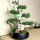 五層塔松盆栽辦公室青松綠植喬遷開(kāi)業(yè)禮物送導師松樹(shù)盆景室內植物 生日快樂(lè )【五層塔松盆景】