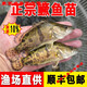 LZJV大鱖魚(yú)苗淡水養殖食用桂花斑鱖特大號冷水觀(guān)賞魚(yú)鱘魚(yú)貴桂鱸魚(yú)苗 正宗鱖魚(yú)4至6厘米20條送百分之10防損