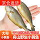 往牧舟山野生小黃魚 深海捕撈鮮活冷凍 海鮮黃魚燒烤夜宵食材海捕 【大號(hào)】3斤10-12條/斤