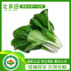 北菜園有機白桿小白菜250g  火鍋食材 有機新鮮蔬菜生鮮 現采現發(fā)