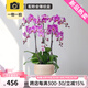 花城水調(diào)蝴蝶蘭盆栽帶花苞桌面大盆蘭花真花開業(yè)喬遷送禮高檔綠植佛堂供花 8枝藏寶圖【粉金錘紋盆】