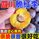 顏曼箐四川脆紅李子 蜂糖青脆李甜李子脫骨李子新鮮孕婦水果 精品果  單果25-30g+ 5斤裝凈重