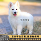 雙血統瑞士牧羊犬幼犬純種白色德牧黑東德牧捷克狼犬寵物活體狗狗 寵物級 血統級(預定)發(fā)貨前補尾款