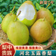 桃西村河北玉露香梨 新梨七號(hào)雪梨翠冠梨古樹(shù)脆甜香酥梨子新鮮孕婦水果 9斤精選大果【單果150g+】