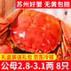 【活蟹】龍行大閘蟹現貨 鮮活螃蟹六月黃公母河蟹水產(chǎn)海鮮禮盒裝 六月黃2.8-3.1兩 8只
