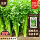 北蔬 芹菜種子種苗陽(yáng)臺盆栽南方脆嫩農家菜種籽 卓脆四季小香芹種子5g