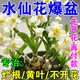 水仙花營(yíng)養液水培專(zhuān)用矮壯劑促開(kāi)花防黃葉爛根枯萎不開(kāi)花肥殺菌劑 單瓶裝【促開(kāi)花 防爛根】500ml/瓶
