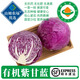 【有機】紫甘藍 新鮮蔬菜 現摘紫包菜卷心菜 生吃沙拉涼拌食材 500g*3份【家庭裝】