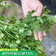 壽禾 農家小葉香菜種子老品種四季芫荽蔬萊籽種籽陽(yáng)臺盆栽秋冬季菜籽 （大葉）老香菜種子30g
