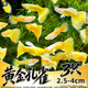 百綸木千黃金孔雀魚觀賞魚鳳尾魚好養(yǎng)耐活淡水魚缸小型魚熱帶魚 鎏金凰鱗【滿鱗黃金】2.5-4cm3只