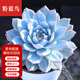 墨一【送貨上門】多肉植物帶盆大顆多肉植物盆栽組合辦公室內(nèi)桌面花卉 粉藍(lán)鳥+塑料簡(jiǎn)易盆栽好 帶盆栽好