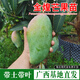 豐滿(mǎn)年廣西芒果樹(shù)嫁接苗 青皮雞蛋芒臺農貴妃澳芒 家庭盆栽金煌桂七凱特 金煌芒嫁接苗（帶土帶葉） 兩年苗 高度：60-80cm高【帶土帶葉】