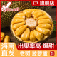 彪禮海南菠蘿蜜整個(gè)次日達(dá)飽滿(mǎn)脆甜非榴蓮蜜三亞黃肉樹(shù)菠蘿波羅蜜現(xiàn)摘 菠蘿蜜（10-13斤 果肉極少）韻達(dá)