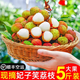 云南荔枝晚熟妃子笑金秋紅荔現(xiàn)摘現(xiàn)發(fā)精美禮盒產(chǎn)地直發(fā) 5斤裝 現(xiàn)摘現(xiàn)發(fā)