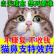 貓鼻支專用特藥神器貓咪感冒咳嗽打噴嚏流鼻涕發(fā)熱鼻炎塞增強(qiáng)免疫 1瓶【一吃就好】速消貓鼻支