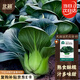 北蔬 蘇州青菜種子黑葉矮腳耐寒甜糯油菜蔬菜籽 黑碩18蘇州青種子10g