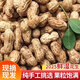 博多客2025新鮮花生 現(xiàn)挖帶泥濕花生 順豐速運(yùn) 帶殼生花生 可水煮花生 現(xiàn)挖現(xiàn)發(fā)3斤裝