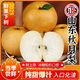 福鈞翔山東秋月梨新鮮梨子當(dāng)季水果脆甜山東特產(chǎn)生鮮冰糖梨應(yīng)季整箱 5斤|實(shí)惠裝【350g左右】凈重4.5斤
