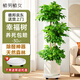 植男植女幸福樹(shù)造型綠寶盆栽綠植客廳室內大型綠植辦公室喬遷新居源頭直發(fā)