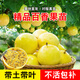 君揚廣西欽蜜9號黃金百香果樹苗嫁接苗黃金紫皮臺農(nóng) 西番蓮陽臺盆栽 黃金欽九嫁接苗2棵【純甜無酸】