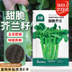 北蔬 甜脆芥蘭種子種苗大芯芥藍四季蔬菜種籽 甜脆芥蘭種子5g約1000粒