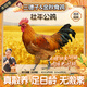 三德子好甄選壯年大公雞 凈重5.5-6.5斤 山地散養300天走地雞凈膛雞肉生鮮