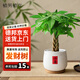 植男植女發(fā)財樹(shù)盆栽小喜辮子款風(fēng)招財植物室內桌面好養活源頭直發(fā)