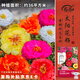 壽禾 太陽(yáng)花種子苗盆栽種植花種籽 混色重瓣太陽(yáng)花種子約30萬(wàn)粒(大袋)