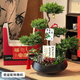 綠韻花田【兩小時(shí)達】五層塔松盆栽送導師青松綠植喬遷之喜開(kāi)業(yè)中秋節禮物 學(xué)術(shù)長(cháng)青【精致造景五層塔松盆景】 送導師推薦
