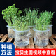 學(xué)生幼兒園觀(guān)察植物角水培豆子種子兒童科學(xué)發(fā)芽實(shí)驗盆栽生長(cháng)作業(yè) 2套工具+2款種子【品種不重復】可備注