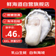 鮮海道 鮮活乳山生蠔4XL 凈重5斤 10-14只 生鮮海鮮貝類(lèi) 源頭直發(fā)