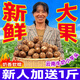 云南高山露天種植牛奶小芋頭芋艿芋仔現(xiàn)挖現(xiàn)發(fā) 試吃1斤裝小果