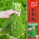 壽禾小茴香種子苗多茬農家秋季種植四季蔬菜籽 濰豐濰常小茴香種子25g