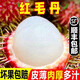 【順豐速發(fā)】海南紅毛丹 熱帶新鮮毛荔枝應季毛丹果孕婦水果 1斤 冰凍保鮮